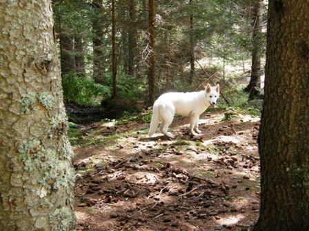 A white wolf in Senevedo Wood