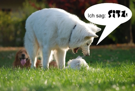 Ich sag SITZ!